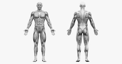 The Ultimate Muscle Groups Guide & How To Best Train Them