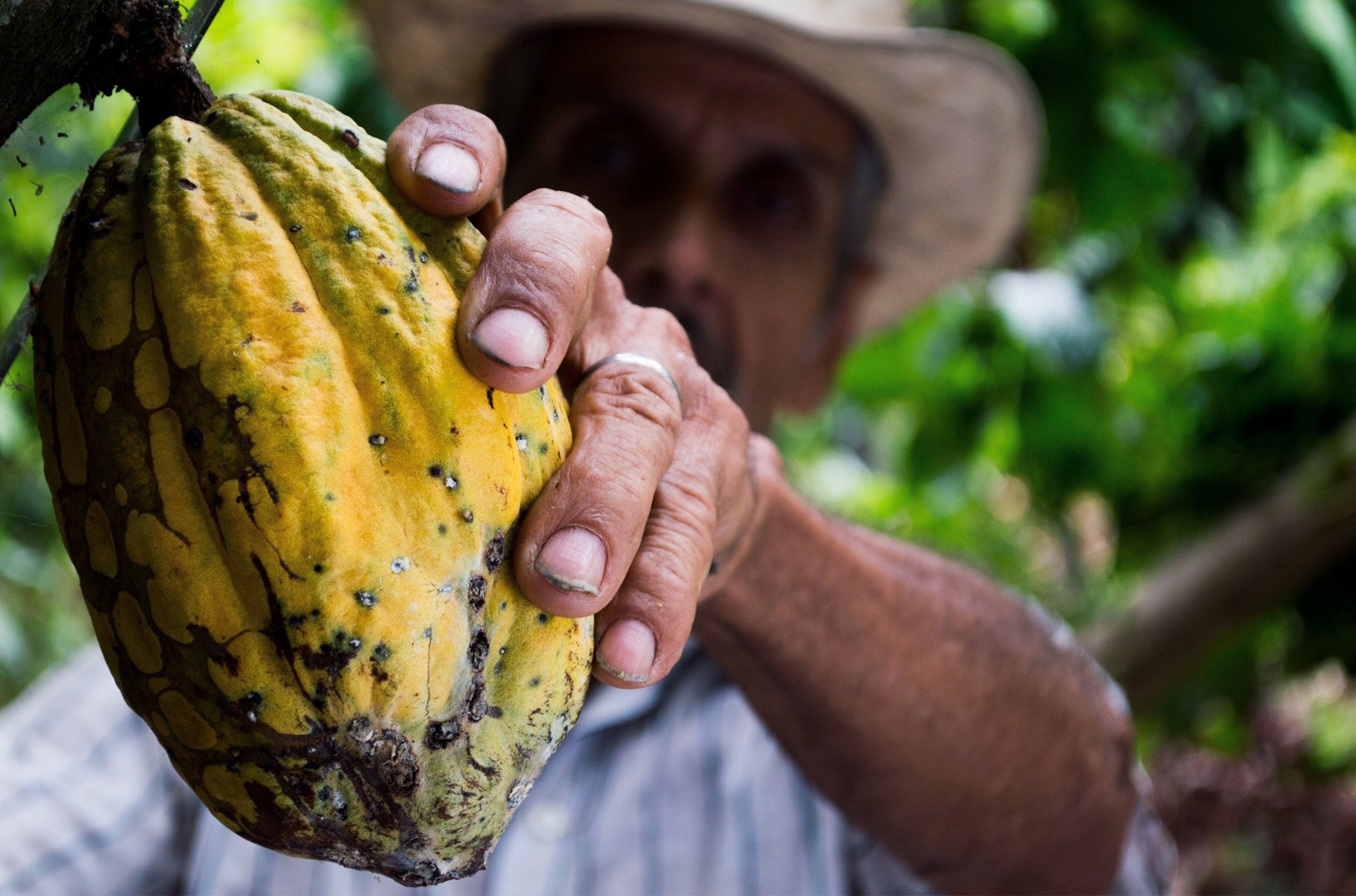 The Differences Behind Raw Cold-Pressed Cacao